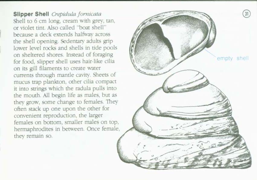 LIFE ON INTERTIDAL ROCKS: a guide to marine life of the rocky North Atlantic coast. nasg5406i